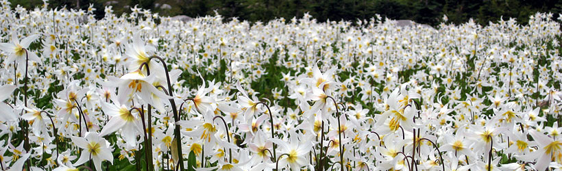 Rainier Lilies