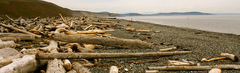 Solitary Shores