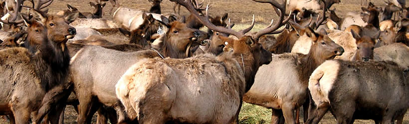 Wild Stampede