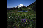 Mount Rainier With Wildflowers