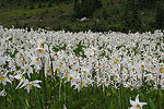 Rainier Lilies