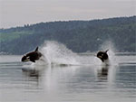 The Whale Trail on the Olympic Peninsula in Washington