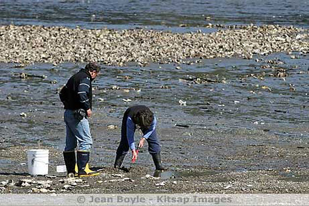 Digging for clams