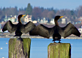 Wings Over Water: Northwest Washington Birding Festival